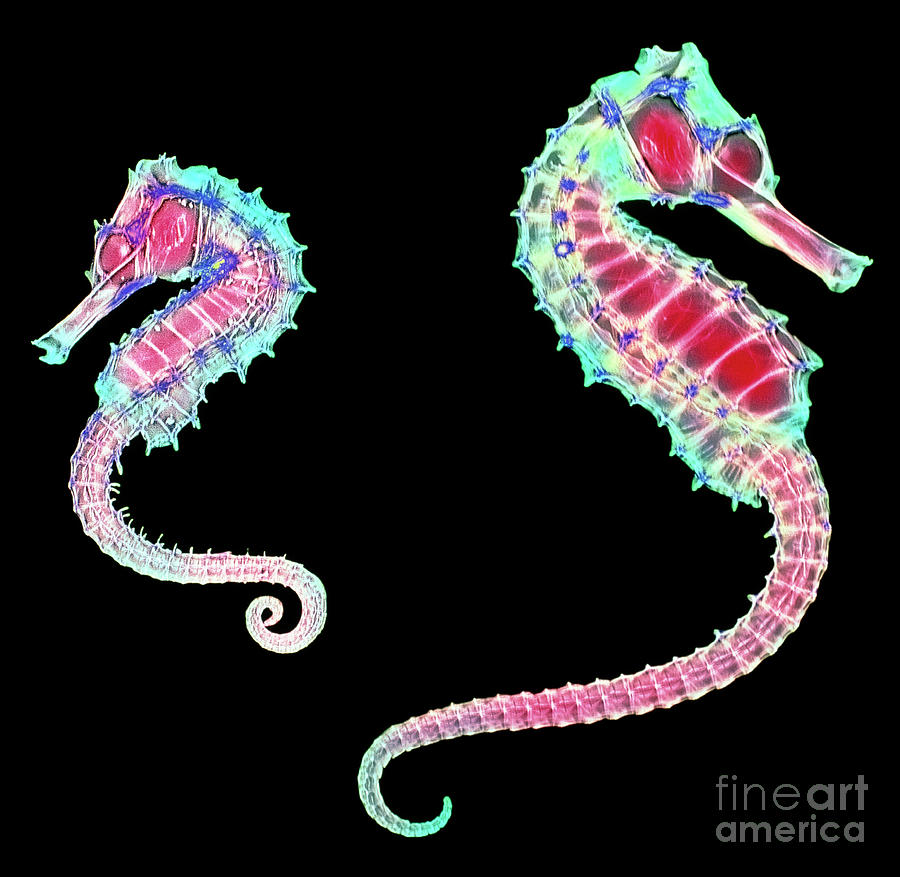 Coloured X-ray Of Two Seahorses Photograph by D. Roberts/science Photo Library