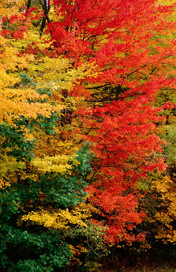 Colourful Autumn Foliage, United States Photograph by Izzet Keribar