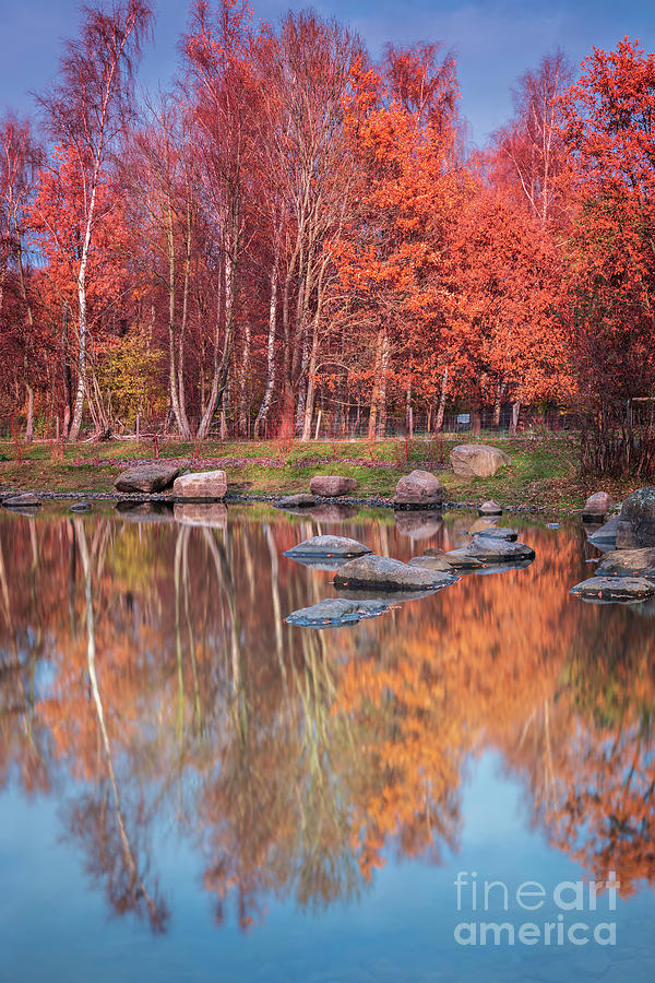 Colourful autumn forest  Photograph by Sophie McAulay