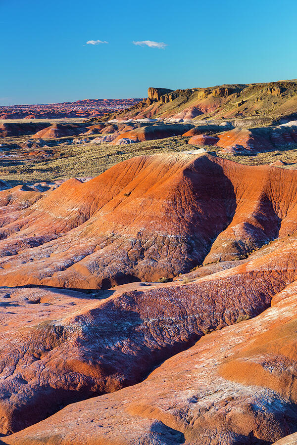 Colourful Badlands, Petrified Forest National Park Photograph by Juan Carlos Munoz / Naturepl.com Colourful Badlands, Petrified Forest National Park Photograph by Juan Carlos Munoz / Naturepl.com
