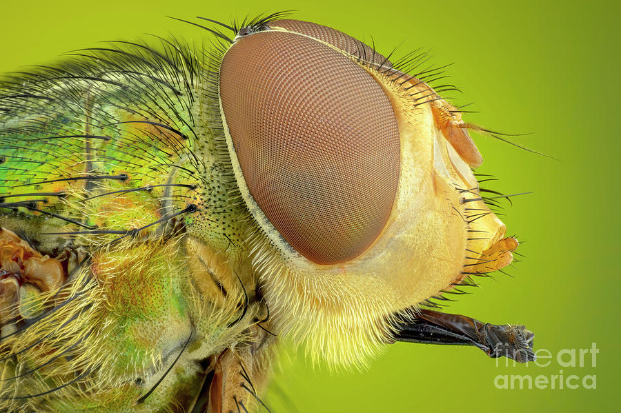 Colourful Blow Fly Photograph by Ozgur Kerem Bulur/science Photo Library
