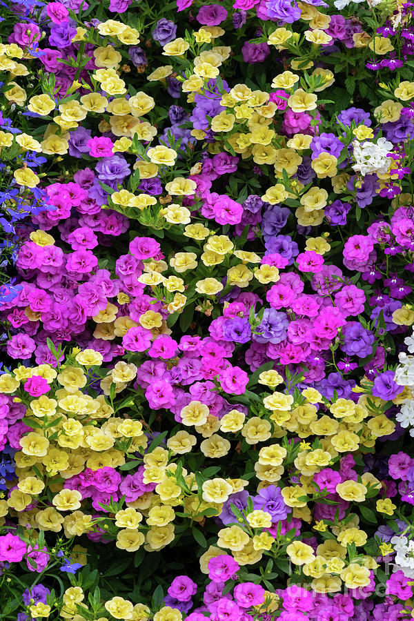 Colourful Calibrachoa Flower Wall Photograph by Tim Gainey