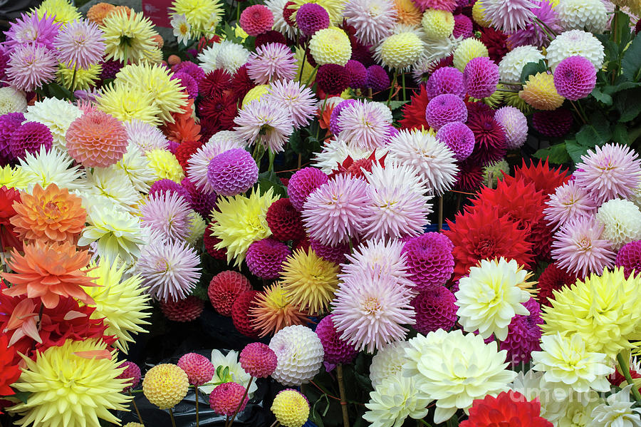Colourful Dahlia Flowers Photograph by Tim Gainey