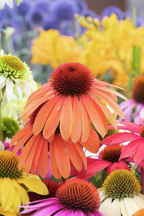 Colourful Echinacea  Photograph by Tim Gainey
