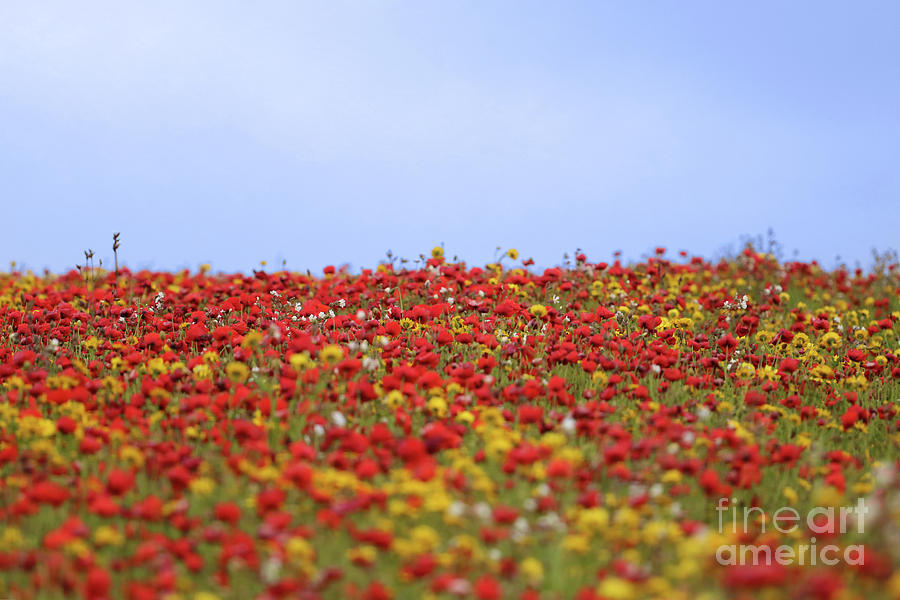 Colourful Field Photograph