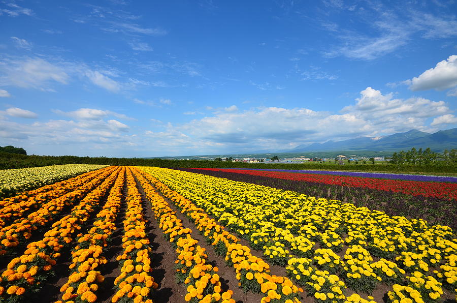 Colourful Flower Field Photograph by Witoon Mitarnun