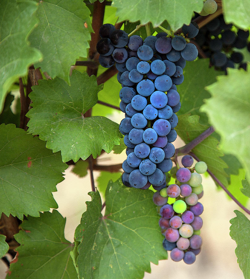 Colourful Grapes Photograph by Theresa Tahara