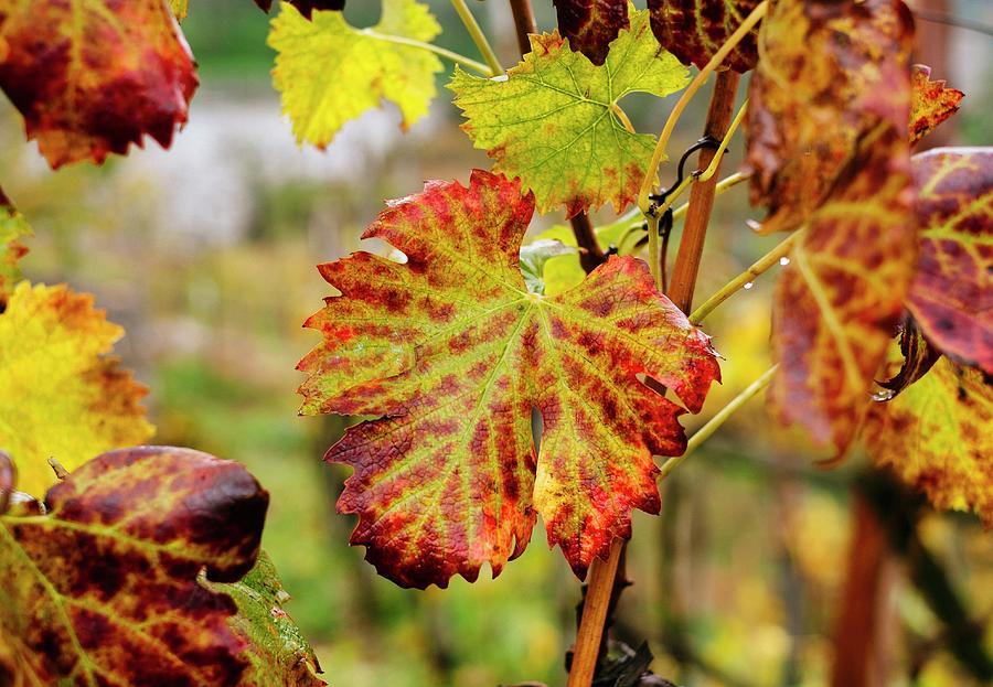 Colourful Leaves On A Vine Photograph by Anthony Lanneretonne