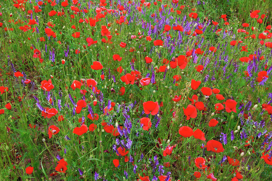 Colourful Meadow With Common Poppy Photograph by Martin Ruegner