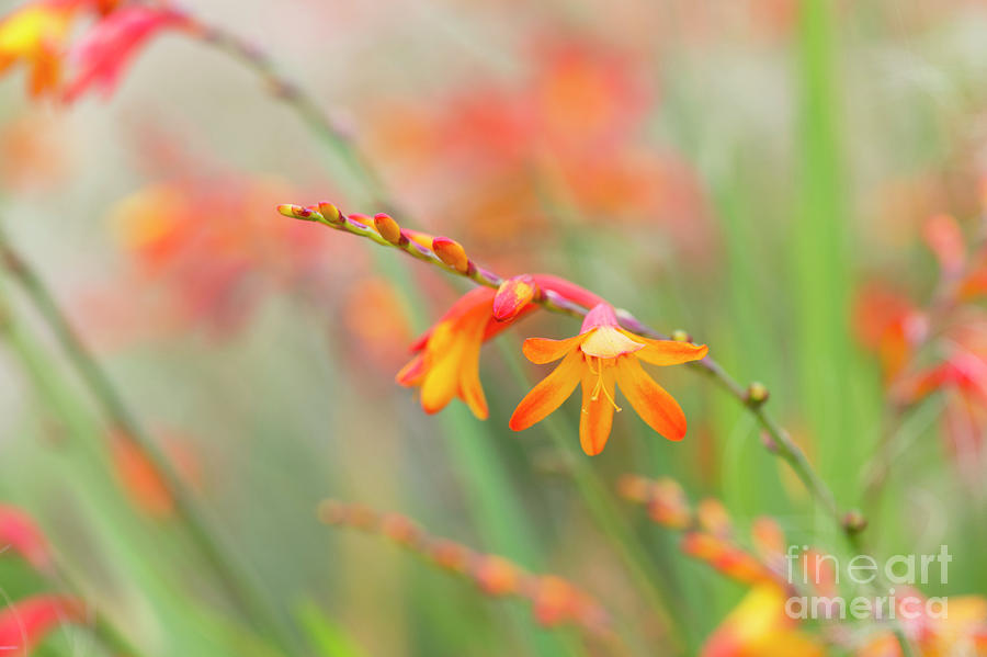 Colourful Montbretia Venus Flower Photograph by Tim Gainey Pixels