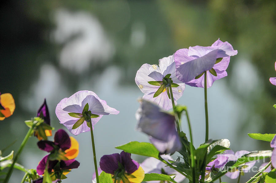 Colourful Pansies Flowers G3 Photograph by Shay Levy