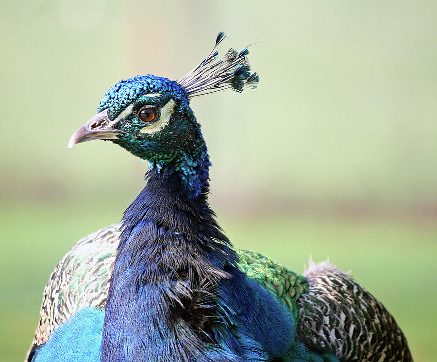 Colourful Peacock Photograph by Richard Gunn