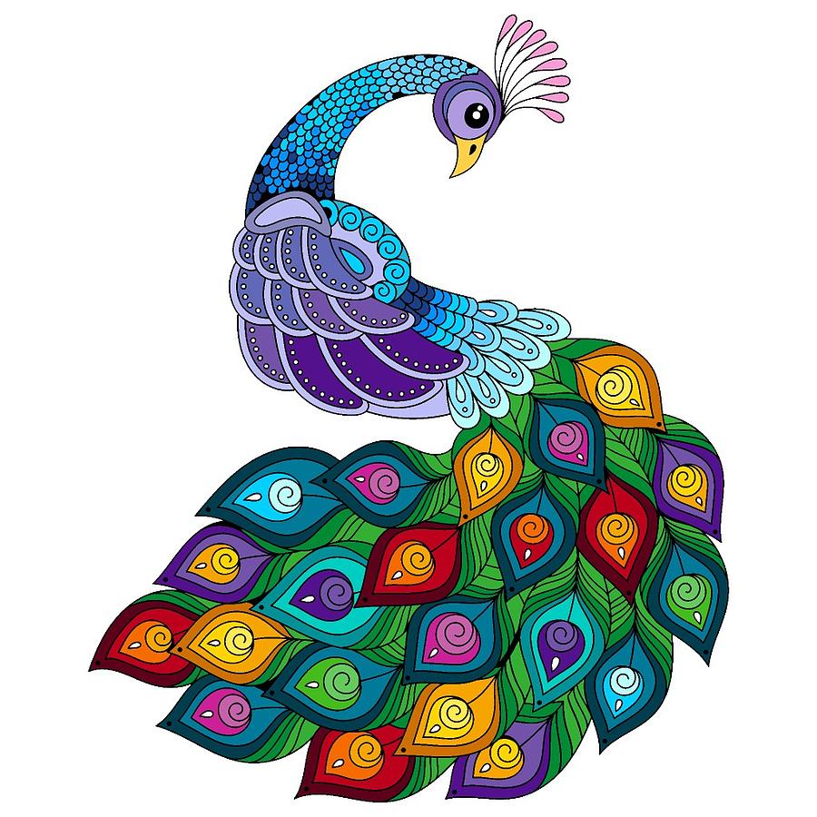 Colourful Peacock Photograph