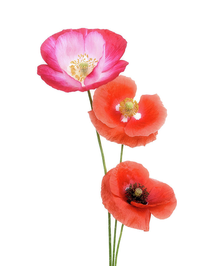 Colourful Poppies Photograph by Lotte Grnkjr