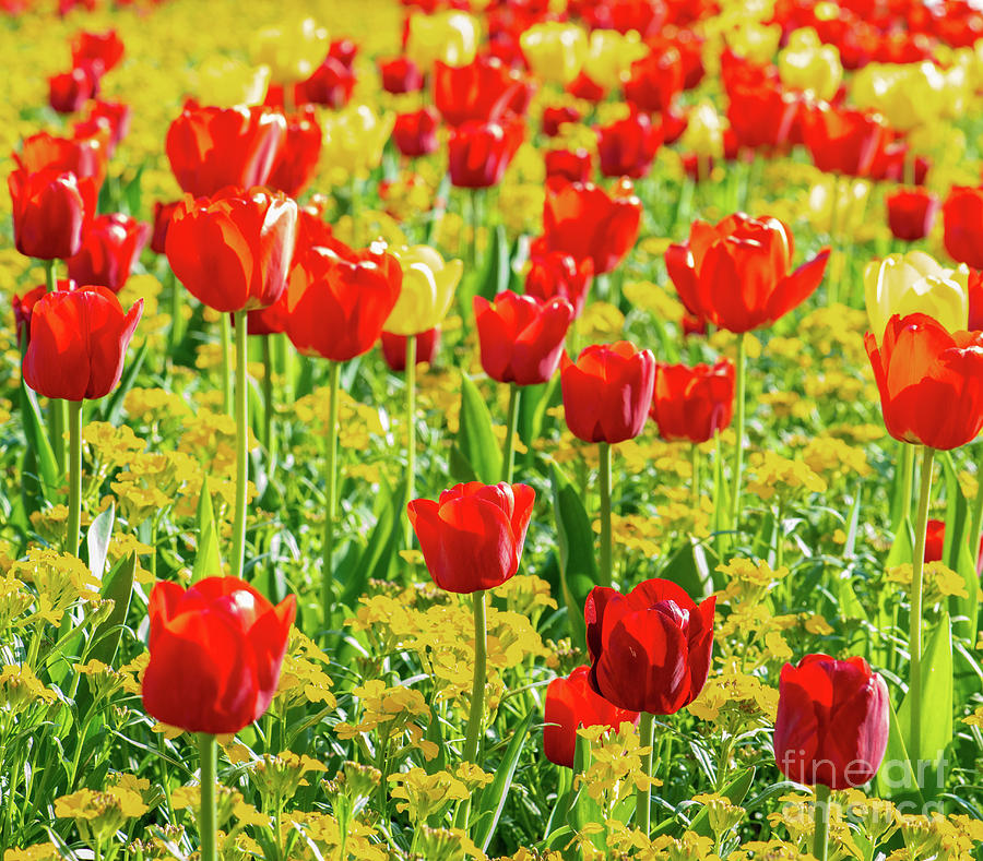 Colourful springtime, Beautiful red tulip and wallflower bed Photograph by Ulrich Wende