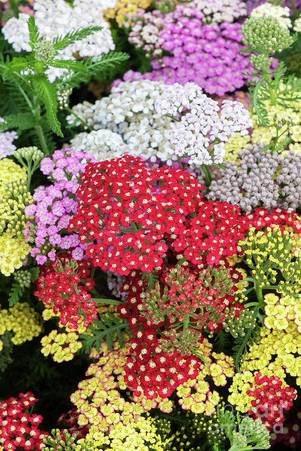 Colourful Yarrow Flowers  Photograph by Tim Gainey