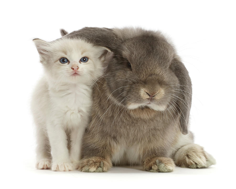 Colourpoint Kitten And Grey Lop Bunny Photograph by Mark Taylor