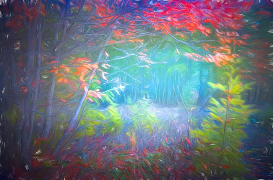 Tree Photograph - Colours In The Foggy Forest by Tara Turner Tree Photograph - Colours In The Foggy Forest by Tara Turner