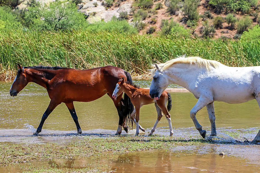 Colt Family in Salt River 3 Photograph by Dawn Richards