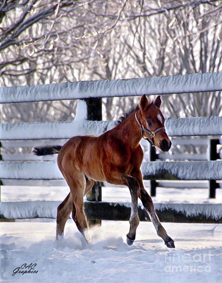 Colt Frolicking in the Snow Digital Art by CAC Graphics