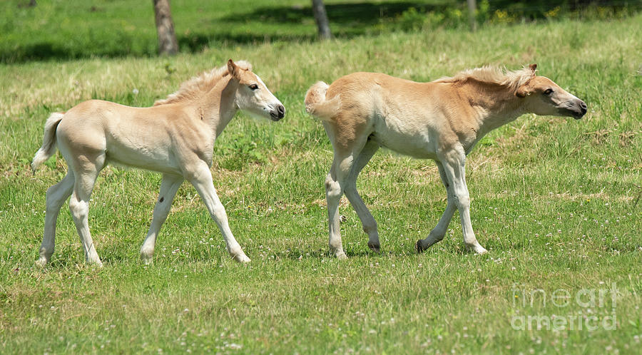 Colts by Michael D Miller Colts by Michael D Miller