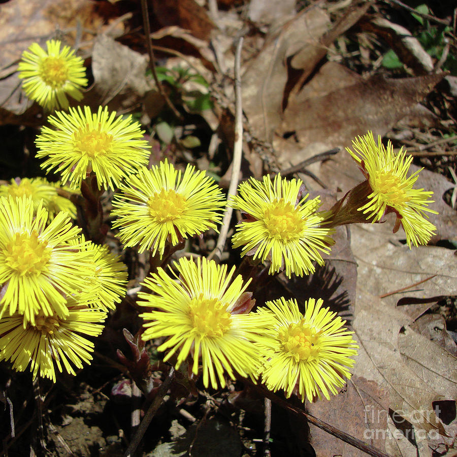 Coltsfoot 4 Photograph by Amy E Fraser