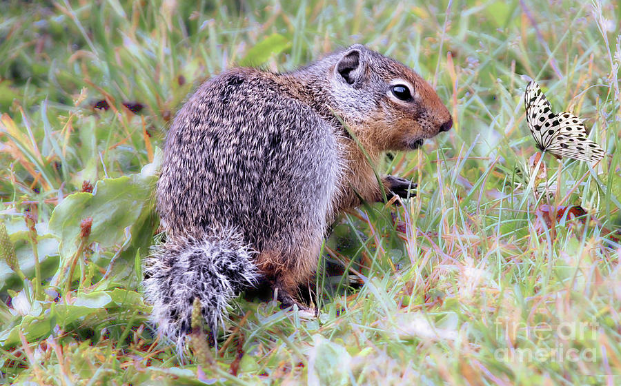 Columbia Ground Squirrel  Photograph by Elaine Manley