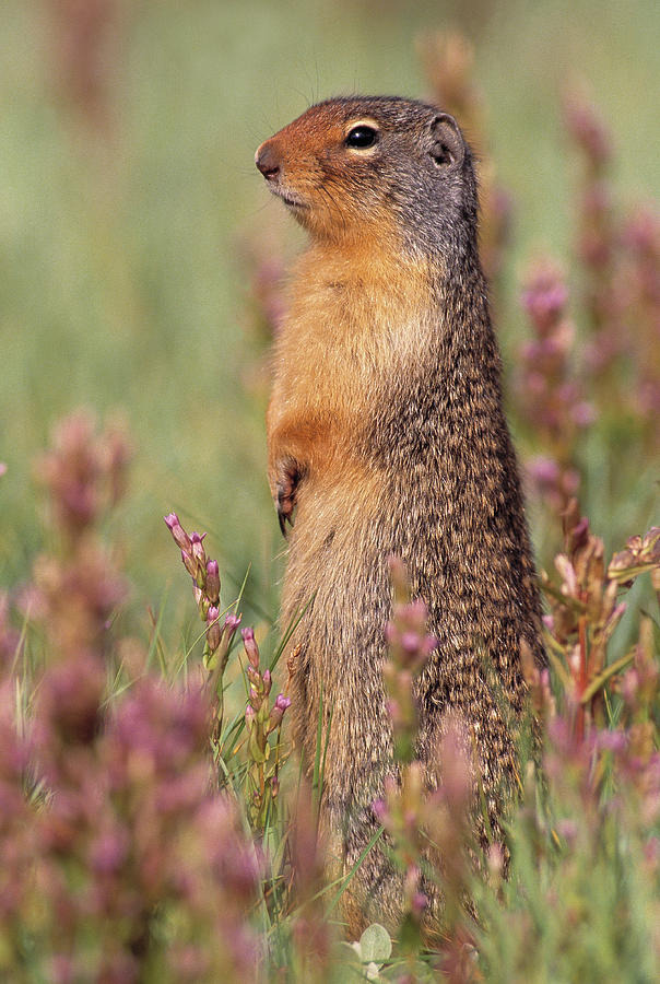 Columbian Ground Squirrel  Spermophilus Photograph by Nhpa
