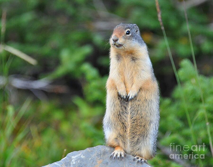 Columbian Ground Squirrel Photograph by Steve Brown