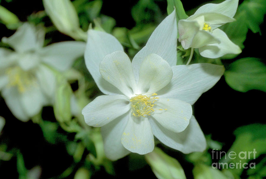 Flower Photograph - Columbine. (aquilegia dove) by Adrian Thomas/science Photo Library
