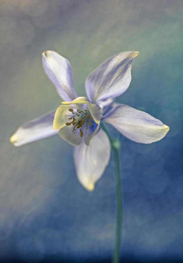 Flower Photograph - Columbine Aquilegia by Ulrike Adam