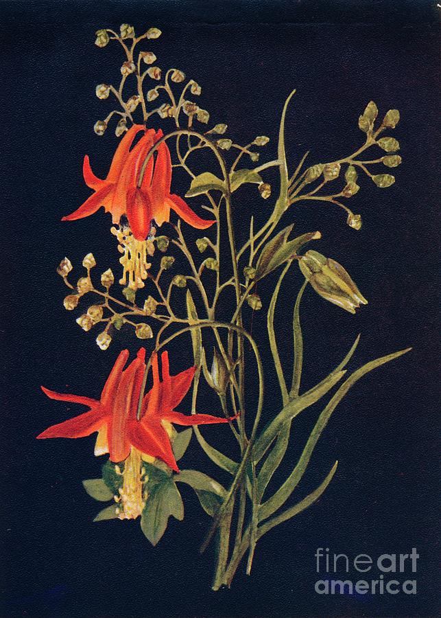 Columbine,  C1915, 1915 Drawing by Print Collector