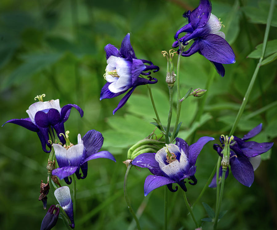 Columbine Photograph by Dean Ginther