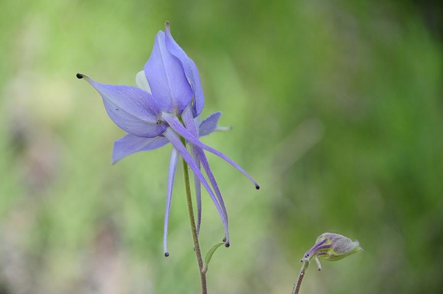 Columbine details by Susie Rieple Columbine details by Susie Rieple