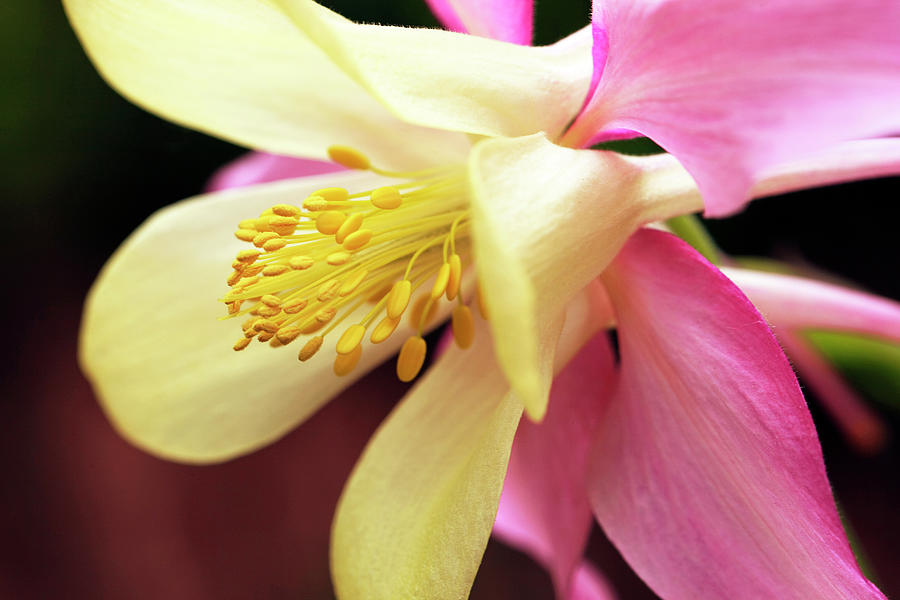Columbine Flower Photograph by By Kurt Stricker