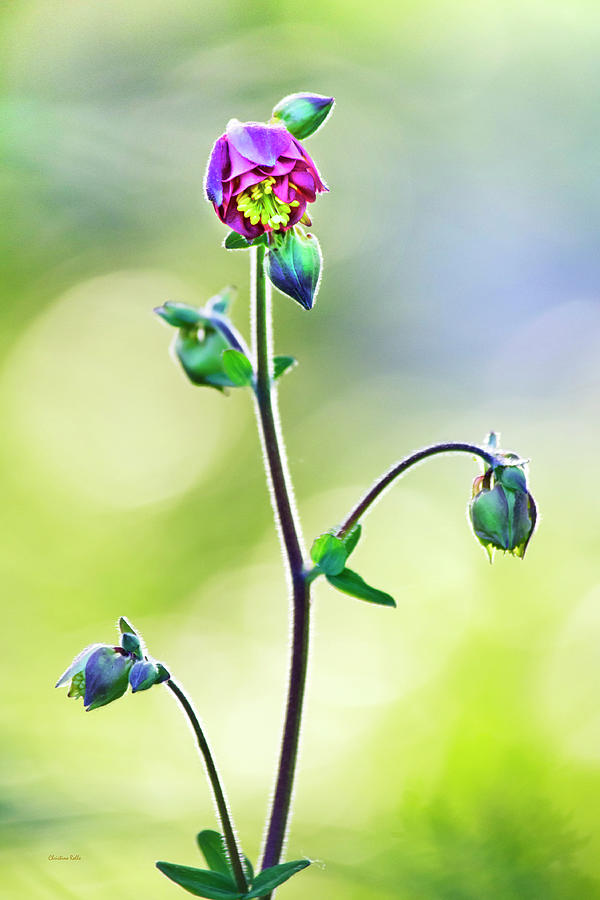 Columbine Flower Photograph by Christina Rollo