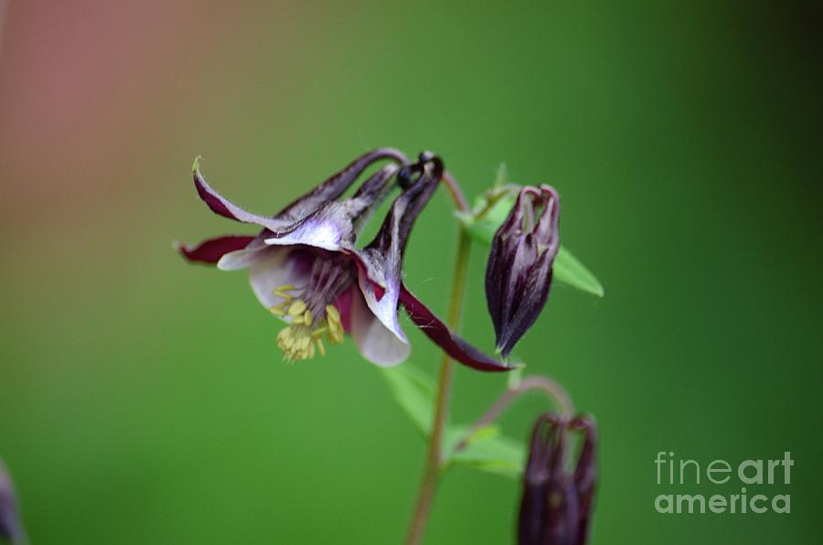 Columbine Flower Photograph by Marianne Kuzimski