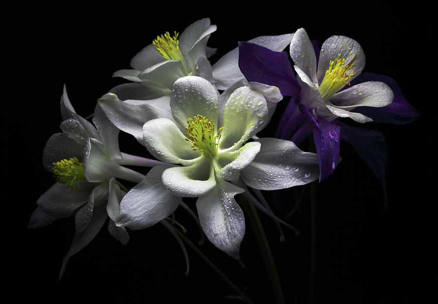 Flowers Still Life Photograph - Columbine Flowers by Flower Photography By Viorica Maghetiu