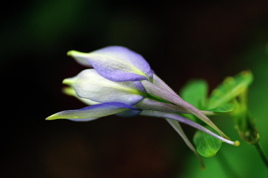 Spring Photograph - Columbine In the Spotlight by Bill Morgenstern