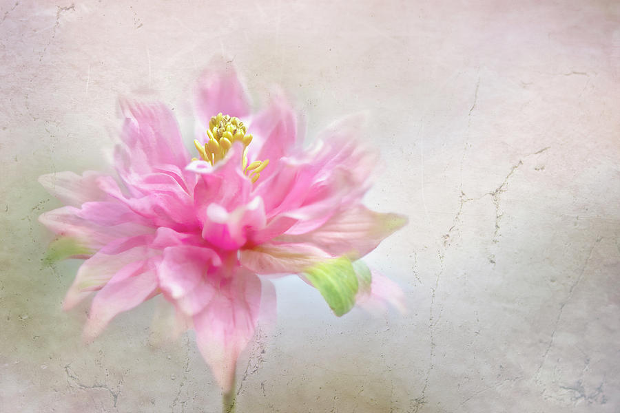 Flower Photograph - Columbine by Jacky Parker