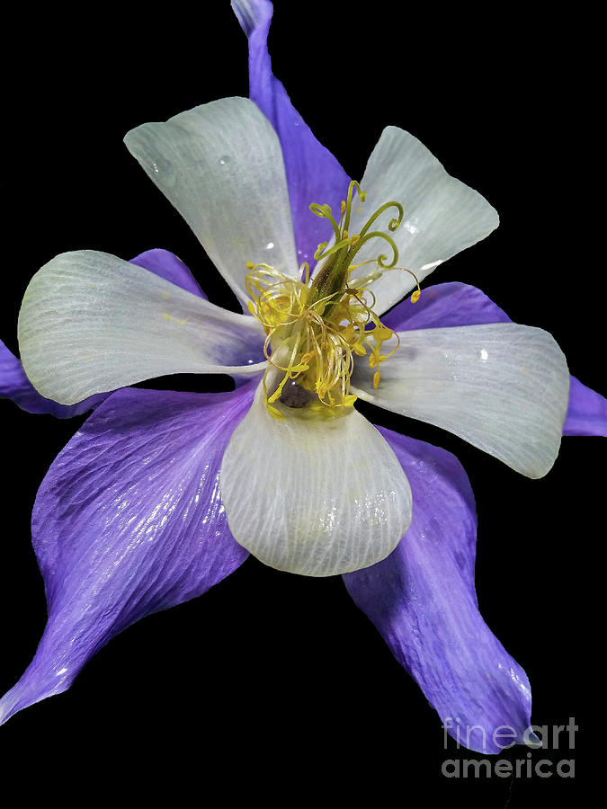 Columbine On Black Background by Tony Baca Columbine On Black Background by Tony Baca