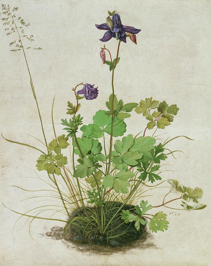 Columbine. Watercolour, tempera and brush on parchment mounted on cardboard, 1526. Drawing by School German School German