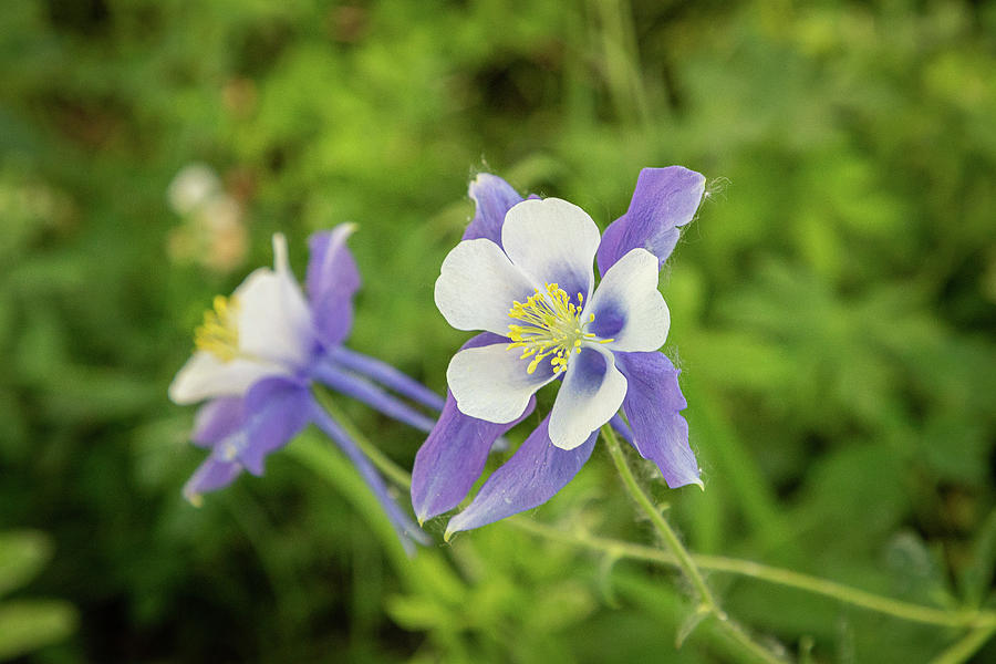 Columbines in the Forest Photograph by Tony Hake