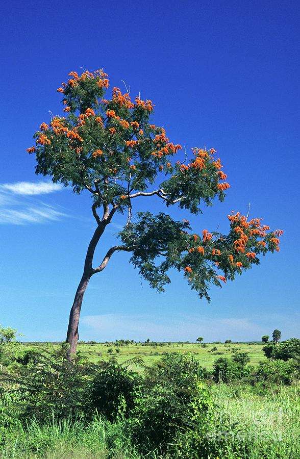 Colvilles Glory Tree Colvillea Racemosa Photograph by Chris Hellier/science Photo Library