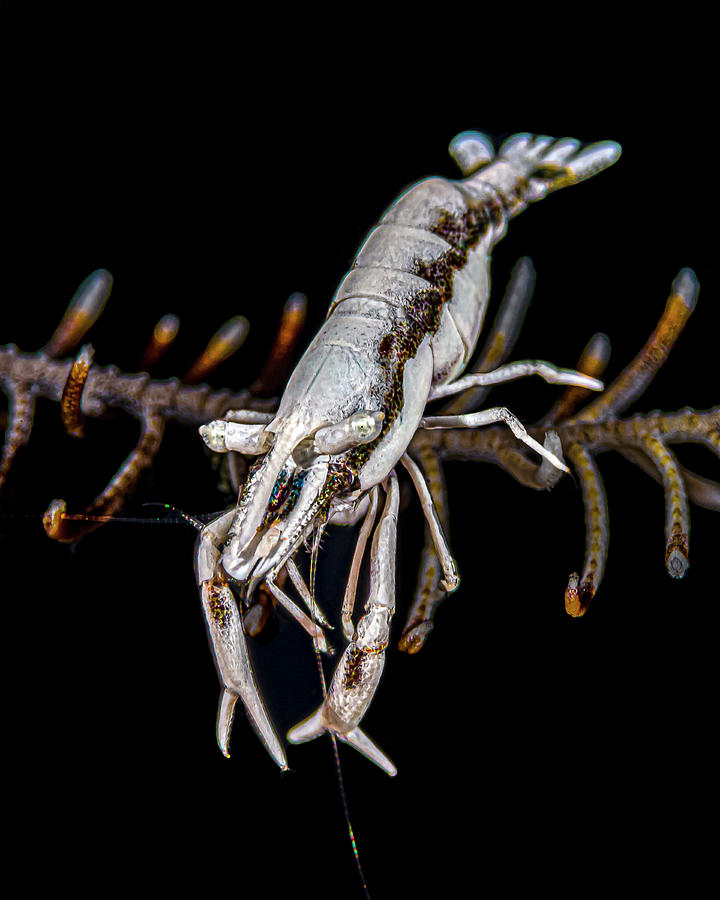 Comanthus Crinoid Shrimp Pontoniopsis Photograph by Bruce Shafer