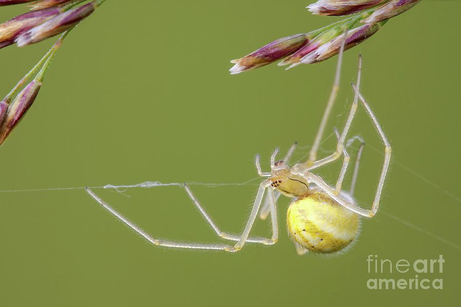 Comb-footed Spider Photograph by Heath Mcdonald/science Photo Library