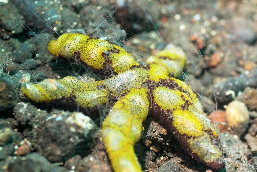 jelly cat fluffy starfish