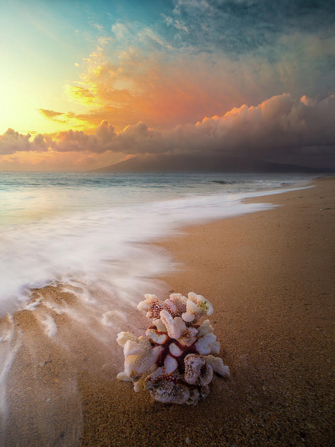 Come Back to the Sea / Maui, Hawaii by Nicholas Parker Come Back to the Sea / Maui, Hawaii by Nicholas Parker