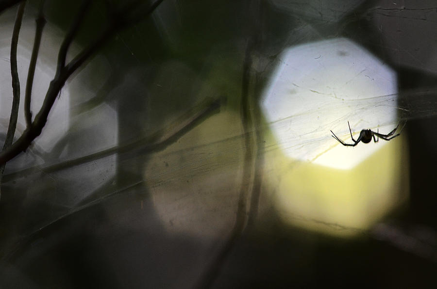 Spider Photograph - Come Closer by Dan Clausen Hansen