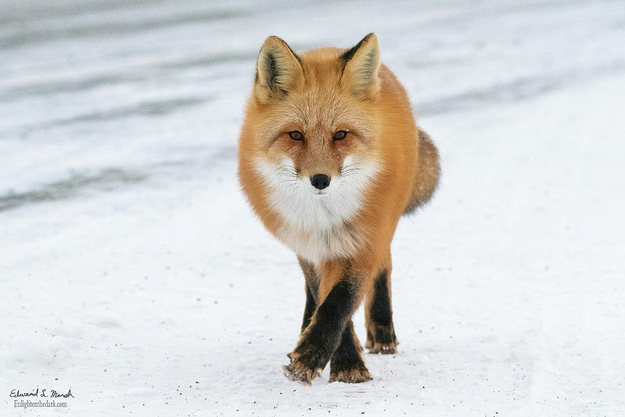 Come home fox Photograph by Edward Marsh - Fine Art America